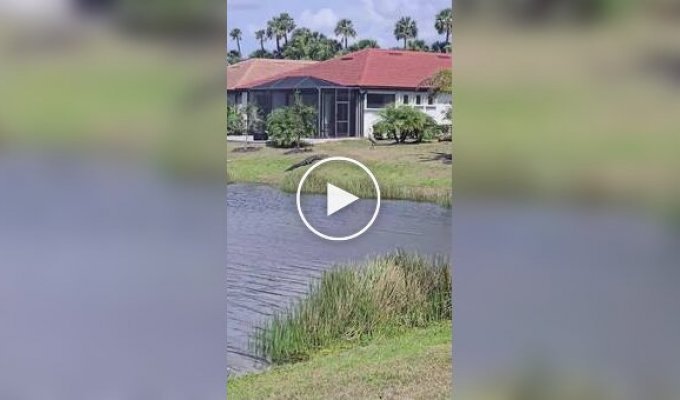 Журавль прогнал аллигатора