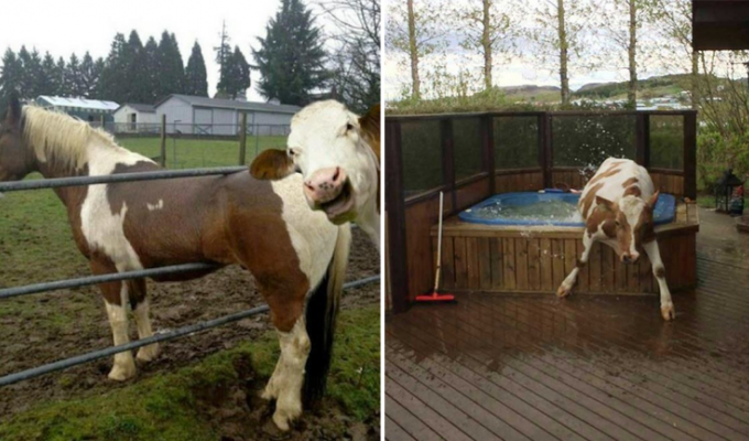 17 доказательств того, что коровы похожи на нас больше, чем вы думаете (17 фото + 1 видео)