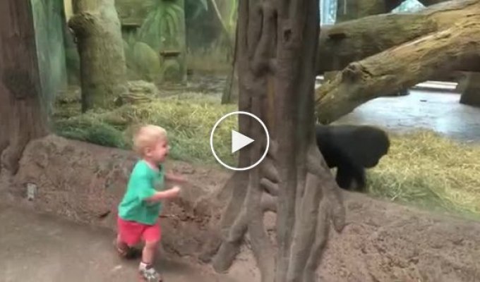 Горилла и маленький мальчик здорово повеселила всех посетителей зоопарка