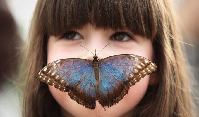 Удивительные бабочки (13 фото)