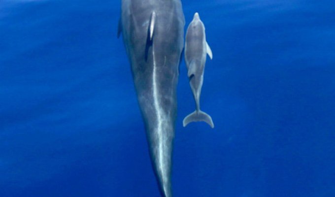 Дельфины (6 фото)