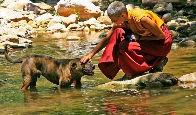 Bhutan became the first state to completely sterilize all stray dogs (2 photos)