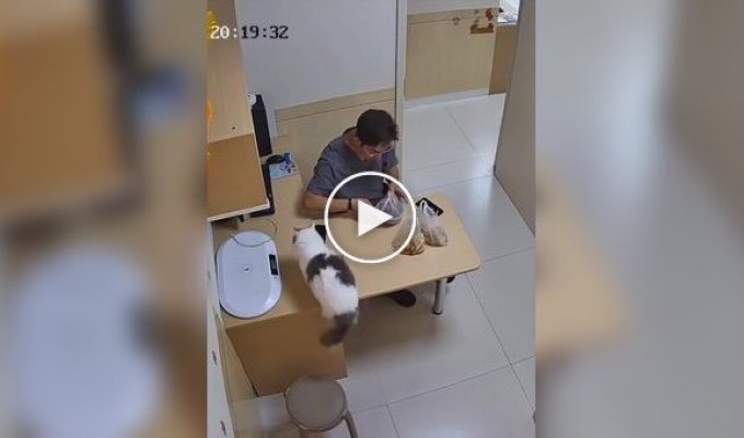 Рыжий кот навел суету