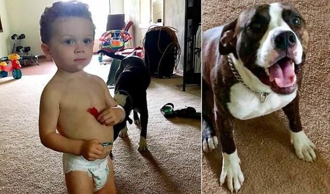 В Мичигане пес спас заблудившегося ребенка (4 фото)