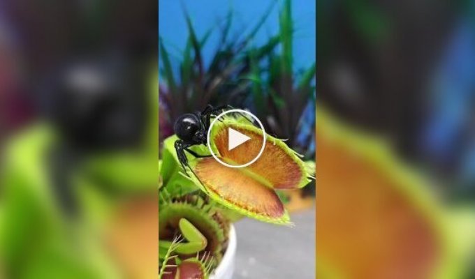 Одна роковая встреча