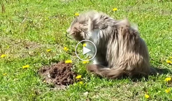 The cat who completely humiliated the mole