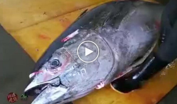 Cutting delicious tuna and serving