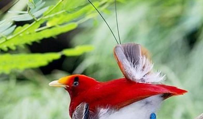 Необычные птицы (7 фото)