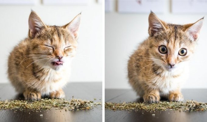 Коты и кошачья мята: вы еще не знаете, что такое кайф! (20 фото)