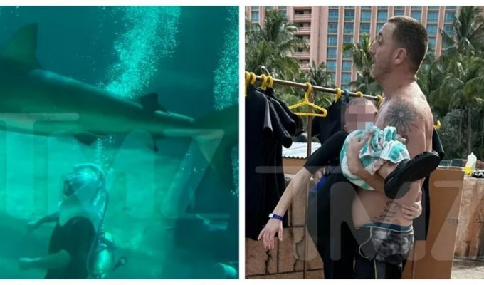 10-year-old boy injured during shark dive (6 photos + 2 videos)
