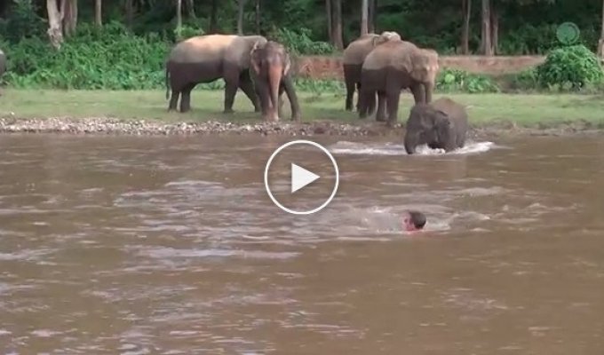 Слоненок пришел на помощь тонущему человеку 