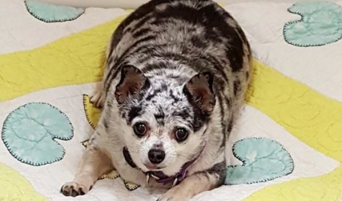 A Chihuahua was rescued in Pittsburgh after being fed to the point of obesity and then thrown into the street (9 photos)