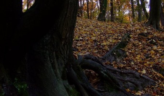 Голосеевский парк осенью. Украина
