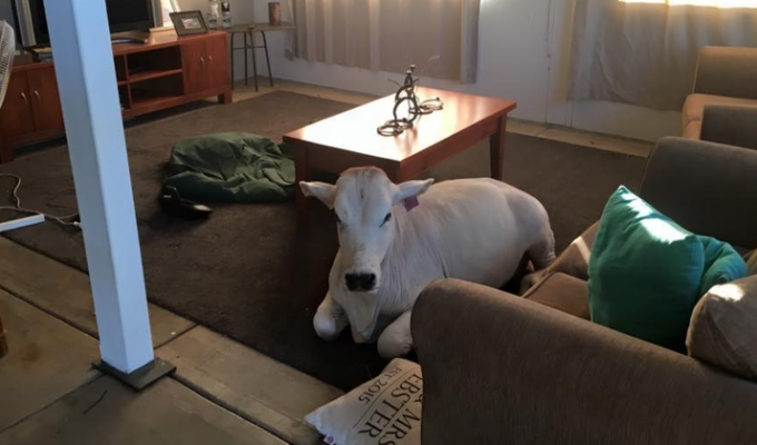 Избалованная корова вломилась в дом, потому что соскучилась по хозяевам (13 фото)