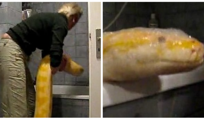 She can’t bear her own burden: a German woman showed how she bathes a giant python (4 photos + 1 video)