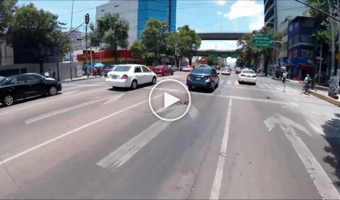 В Мехико храбрая велосипедистка устроила погоню по проезжей части за сорвавшейся с поводка собакой
