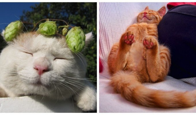 Relaxation brought to the level of a cat (21 photos)