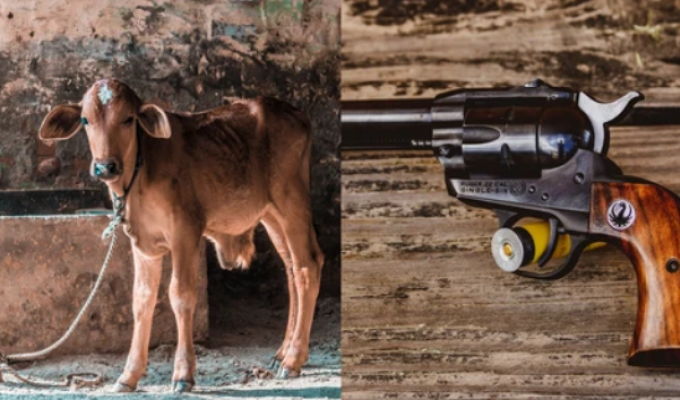 In India, they give out a gun as a blanket for a cow (7 photos)