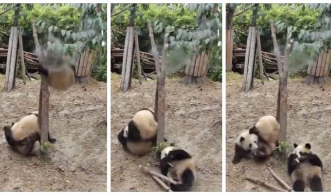 Панда рухнула с дерева, помешав любовной парочке (6 фото + 1 видео)