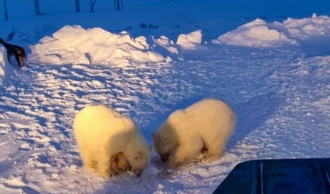 Приключения мишек на Севере: белые медвежата преодолели 600 км, чтобы вернуться к людям (3 фото + 1 видео)