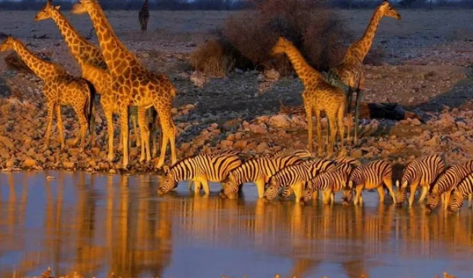 Водопой: место максимальной опасности в Африке (13 фото)