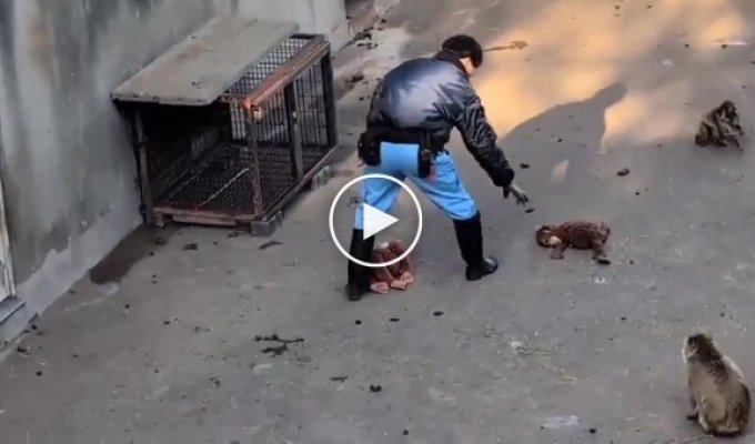 В зоопарке решили обновить игрушку Панча, но он был против