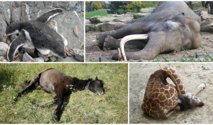 10 удивительных фактов о том, как спят животные (11 фото)