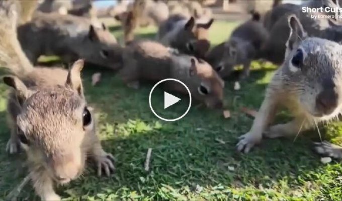 Squirrel invasion: rodents wreak havoc in a California park