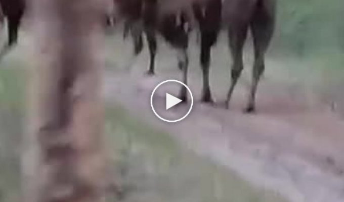 Стадо верблюдов увидели в сибирском сосновом лесу