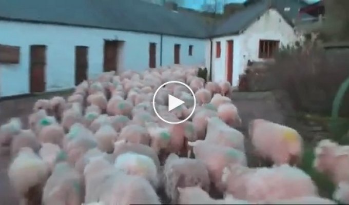 Over 20,000,000 views these shepherds did something amazing