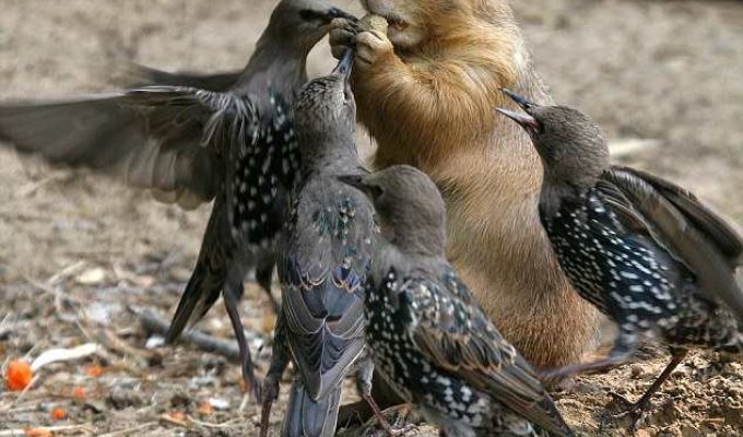Хищные птицы и их добыча (18 Фото)