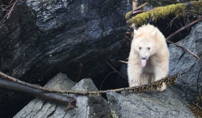 Редчайший кермодский медведь показал язык фотографу (10 фото)