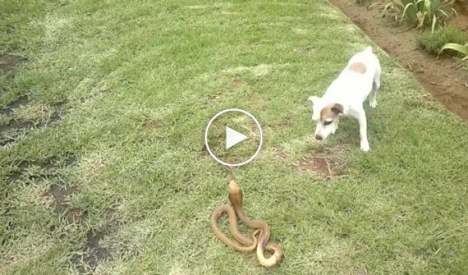 Собака против змея