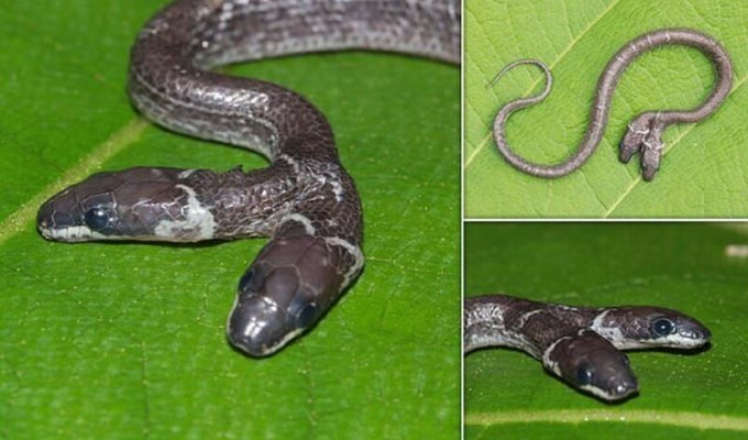 В Индии поймали двухголовую змею (5 фото + 1 видео)