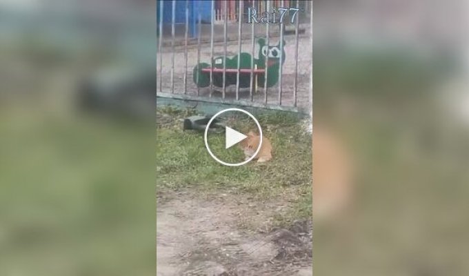 Ворона дістає кота