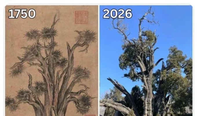 «Генерал кипарис» в Китае (1 фото)