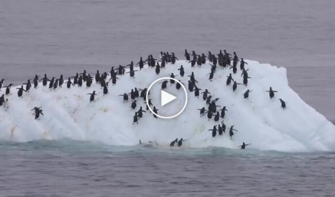 Комичный эпизод из жизни пингвинов