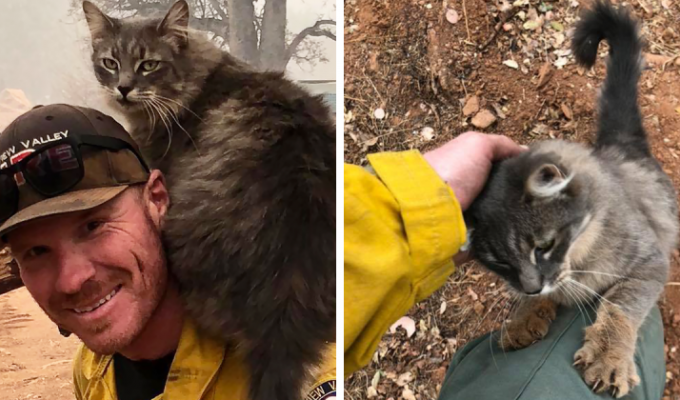 Пожарный в Калифорнии спас кота от лесного пожара, теперь тот не отходит от него ни на шаг (6 фото)