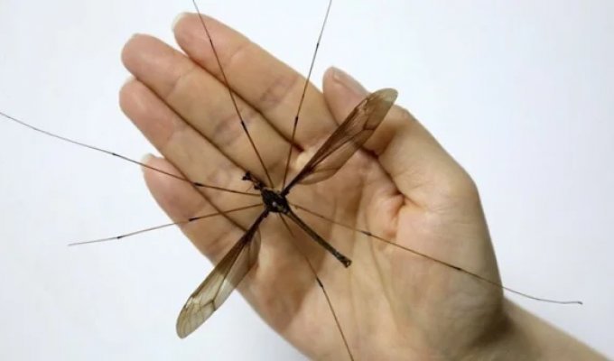 A Record-Breaking Mosquito of Frightening Size Discovered in China (3 photos)