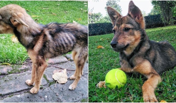 До и после: 30 трогательных фото спасённых с улицы собак (31 фото)