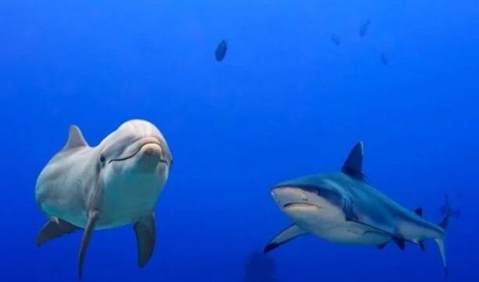 Вечная война.. Почему акулы боятся дельфинов? (4 фото)