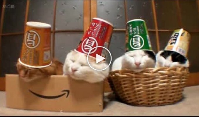 Спящие коты в стаканах на головах