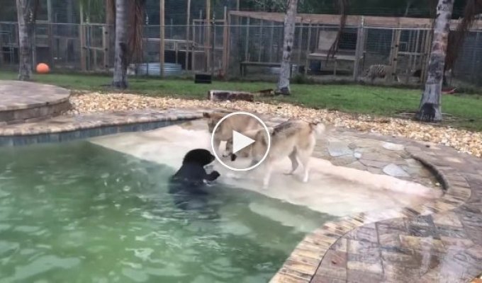 Забавная возня медвежонка, львёнка и волчонка возле бассейна