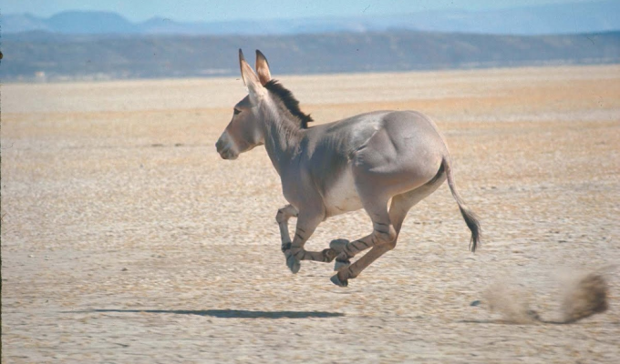 Wild donkey: the last 700 animals survive in the wasteland (8 photos)