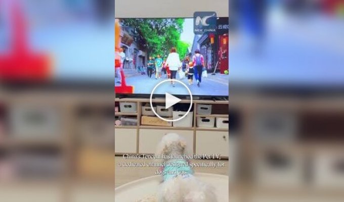 Телеканал для домашних животных в Китае