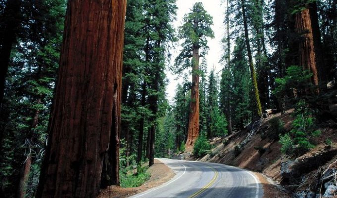 Sequoia. Tree is a giant (21 photos)