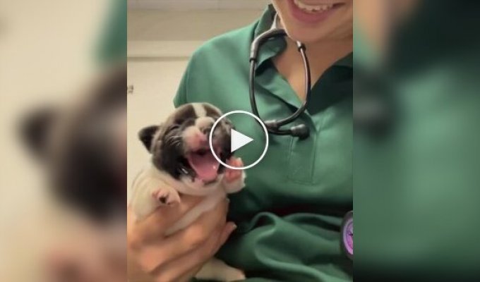 A puppy's reaction to bitter medicine