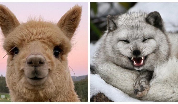 Share your smile: the friendliest animals (21 photos)