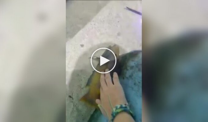 Friendly fish loves to be petted