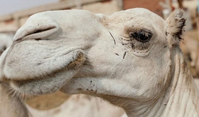 Издевательства над животными на верблюжьем рынке Египта (22 фото)